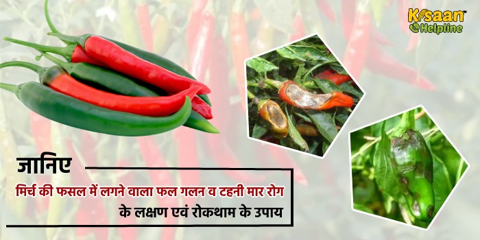 जानिए मिर्च की फसल में लगने वाला फल गलन व टहनी मार रोग के लक्षण एवं रोकथाम के उपाय